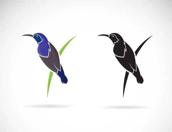 Vector of Purple Sunbird(Male) on white background. Bird. — 스톡 벡터