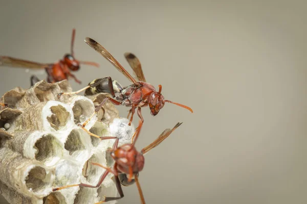 Gambar Common Paper Wasp Ropalidia Fasciata Dan Sarang Tawon Pada — Stok Foto