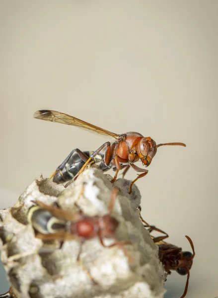 Gambar Common Paper Wasp Ropalidia Fasciata Dan Sarang Tawon Pada — Stok Foto