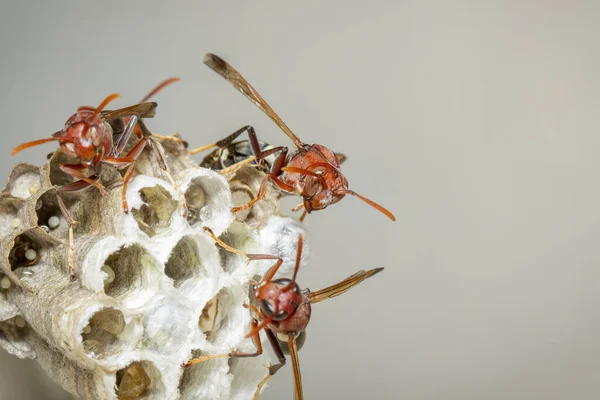 Gambar Common Paper Wasp Ropalidia Fasciata Dan Sarang Tawon Pada — Stok Foto