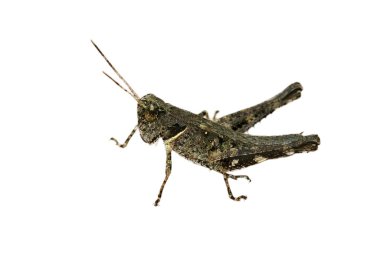 Beyaz arka planda izole edilmiş kahverengi çekirge görüntüsü. Böcek. Hayvanlar.