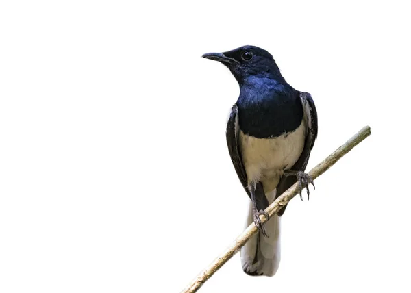 Image Bird Branch Isolated White Background Oriental Magpie Robin Copsychus — Stock Photo, Image