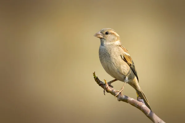 Immagine Passero Ramo Albero Sfondo Naturale Uccello Animali Compagnia — Foto Stock