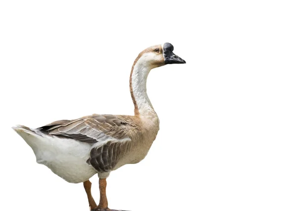 Image African Goose White Background Animal — Stock Photo, Image