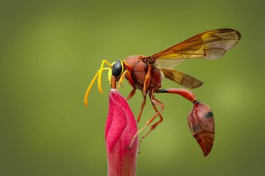 Çiçek üzerine çömlekçi eşekarısı (Delta sp, Eumeninae) resmi. Böcek Hayvanları