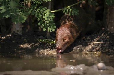 Image of Small asian mongoose(Herpestes javanicus) eating water in a pond on nature background. Wild animals. Animals. clipart