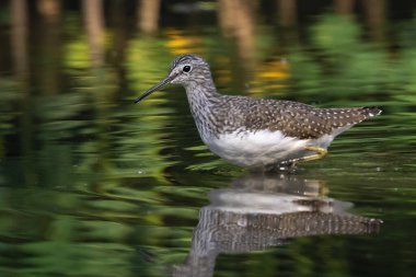 Doğanın arka planında bataklıkta yiyecek arayan yaygın Sandpiper kuşunun (Actitis hypoleucos) görüntüsü. Kuş. Hayvanlar.