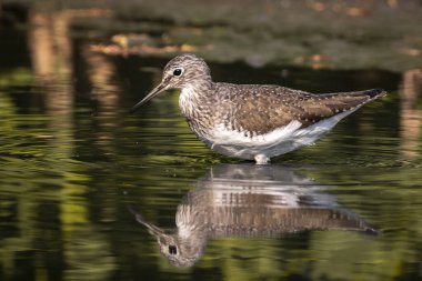 Doğanın arka planında bataklıkta yiyecek arayan yaygın Sandpiper kuşunun (Actitis hypoleucos) görüntüsü. Kuş. Hayvanlar.