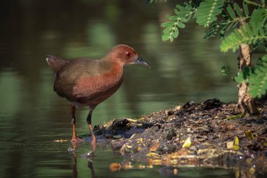 Ruddy-göğüslü crake kuşunun (Porzana fusca) görüntüsü doğanın arka planında bataklıkta yiyecek arıyor. Kuş. Hayvanlar.