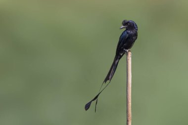 Doğanın arka planında ağaç kütüğünde Büyük Raket Kuyruklu Drongo 'nun resmi. Kuş. Hayvanlar.