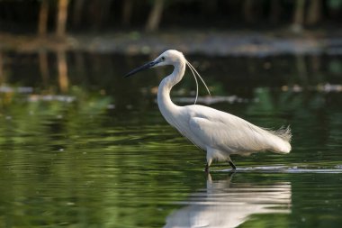 Doğanın arka planında bataklıkta yiyecek arayan küçük balıkçıl (Egretta Garzetta) resmi. Kuş. Hayvanlar.