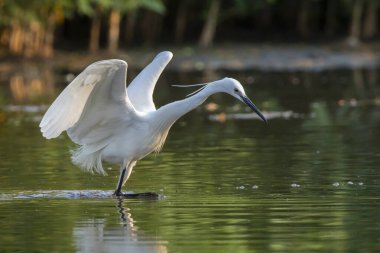 Doğanın arka planında bataklıkta yiyecek arayan küçük balıkçıl (Egretta Garzetta) resmi. Kuş. Hayvanlar.