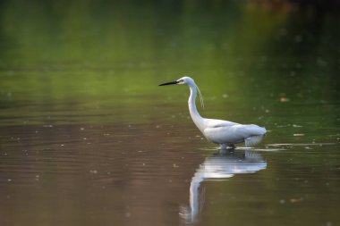 Doğanın arka planında bataklıkta yiyecek arayan küçük balıkçıl (Egretta Garzetta) resmi. Kuş. Hayvanlar.