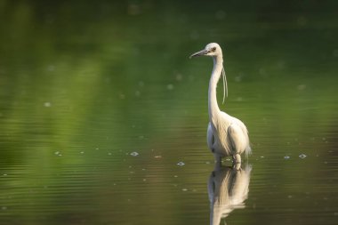 Doğanın arka planında bataklıkta yiyecek arayan küçük balıkçıl (Egretta Garzetta) resmi. Kuş. Hayvanlar.