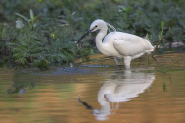 Doğanın arka planında bataklıkta yiyecek arayan küçük balıkçıl (Egretta Garzetta) resmi. Kuş. Hayvanlar.