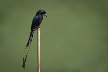 Doğanın arka planında ağaç kütüğünde Büyük Raket Kuyruklu Drongo 'nun resmi. Kuş. Hayvanlar.