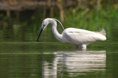 Doğanın arka planında bataklıkta yiyecek arayan küçük balıkçıl (Egretta Garzetta) resmi. Kuş. Hayvanlar.