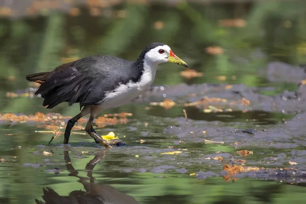 Image of white-breasted waterhen bird(Amaurornis phoenicurus) are looking for food in swamp on nature background. Bird. Animals.