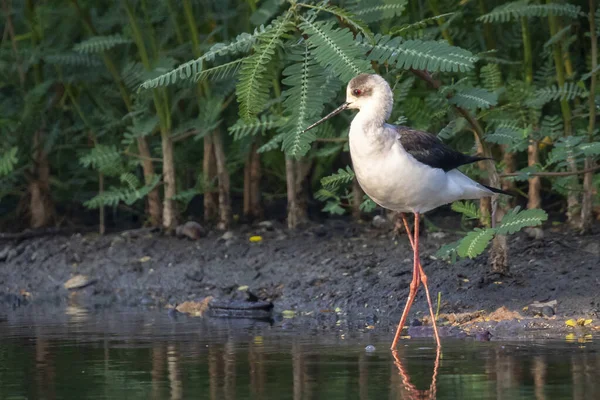 Fekete Szárnyú Stilt Himantopus Himantopus Képe Élelmet Keres Madár Vadállatok — Stock Fotó