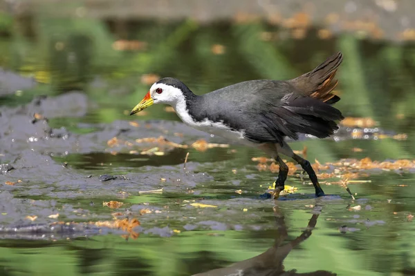 Изображение Белогрудой Водоплавающей Птицы Amaurornis Phoenicurus Ищет Пищу Болотах Природном — стоковое фото