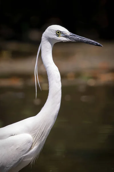 Image Little Egret Egretta Garzetta Looking Food Swamp Nature Background — Stock Photo, Image