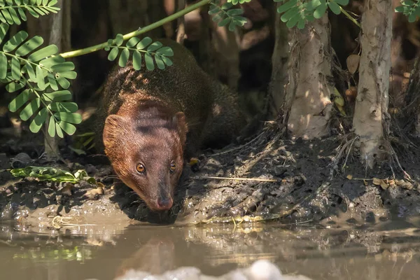 Bild Liten Asiatisk Mungo Herpestes Javanicus Äta Vatten Damm Naturen — Stockfoto