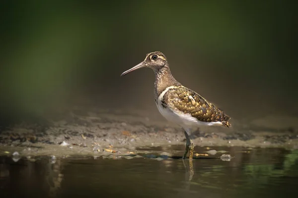 Imagen Gran Pájaro Rayado Pintado Rostratula Benghalensis Que Busca Comida —  Fotos de Stock