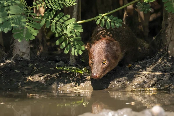 Immagine Piccola Mangusta Asiatica Herpestes Javanicus Che Mangia Acqua Uno — Foto Stock