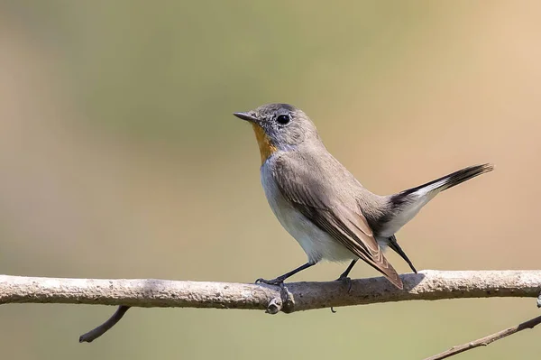 Εικόνα Του Taiga Flycatcher Red Throated Flycatcher Bird Ficedula Albicilla — Φωτογραφία Αρχείου