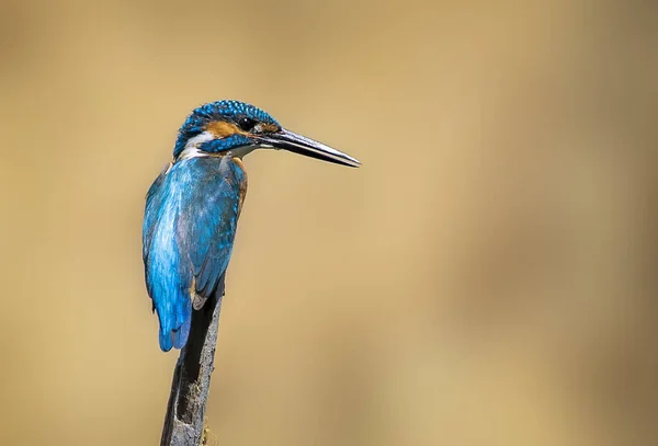 Imagem Pescador Real Comum Alcedo Atthis Empoleirado Ramo Fundo Natureza — Fotografia de Stock