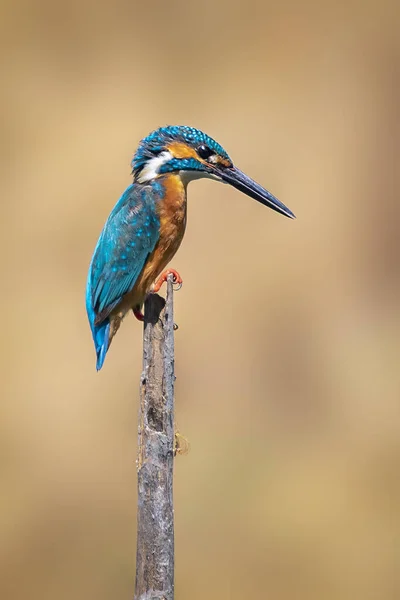 Imagem Pescador Real Comum Alcedo Atthis Empoleirado Ramo Fundo Natureza — Fotografia de Stock