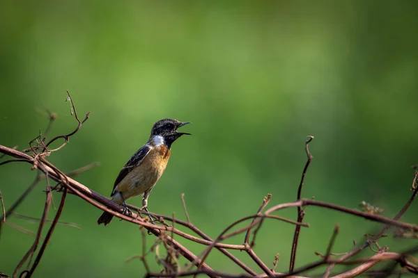 自然を背景に枝についた東側の石窟鳥や共通石窟 サキコラ マウラス の画像 — ストック写真