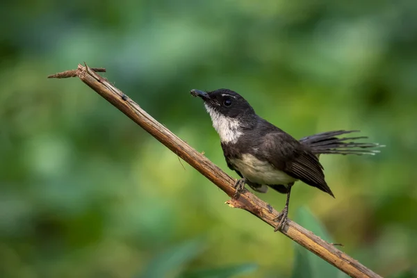 Sunda Pied Fantail Malaysian Pied Fantail Rhipidura Javanica 배경에 가지에 — 스톡 사진