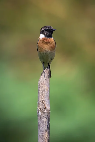 Image of Eastern Stonechat bird or Common stonechat(Saxicola maurus) on a branch on nature background. Bird. Animals.
