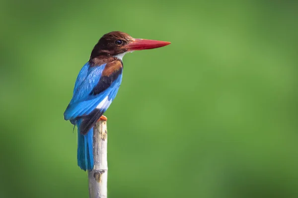 Imagem Kingfisher Garganta Branca Halcyon Smyrnesis Ramo Fundo Natureza Pássaro — Fotografia de Stock