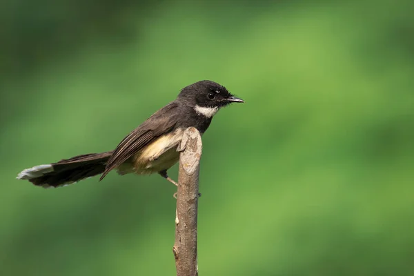 Εικόνα Του Sunda Pied Fantail Malaysian Pied Fantail Rhipidura Javanica — Φωτογραφία Αρχείου