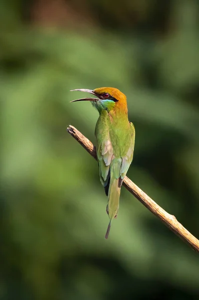 Bild Green Bee Eater Fågel Merops Orientalis Gren Naturen Bakgrund — Stockfoto