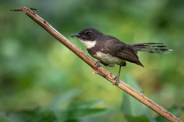 Sunda Pied Fantail Malaysian Pied Fantail Rhipidura Javanica 배경에 가지에 — 스톡 사진