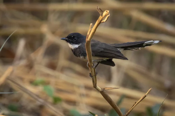 Sunda Pied Fantail Malaysian Pied Fantail Rhipidura Javanica 배경에 가지에 — 스톡 사진