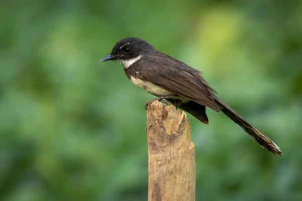 Εικόνα Του Sunda Pied Fantail Malaysian Pied Fantail Rhipidura Javanica — Φωτογραφία Αρχείου