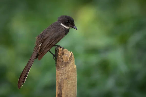 Image Sunda Pied Fantail Malaysian Pied Fantail Rhipidura Javanica Branch — Stock Photo, Image