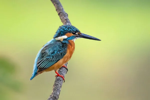 Image Common Kingfisher Alcedo Atthis Perched Branch Nature Background Bird — Stock Photo, Image