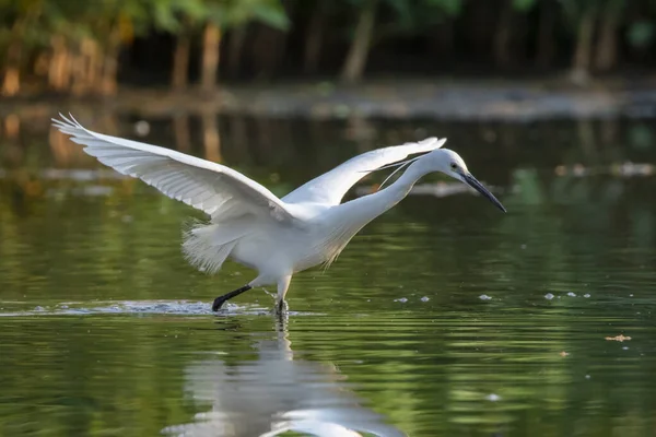 Imagen Pequeña Garza Egretta Garzetta Buscando Comida Pantano Sobre Fondo — Foto de Stock