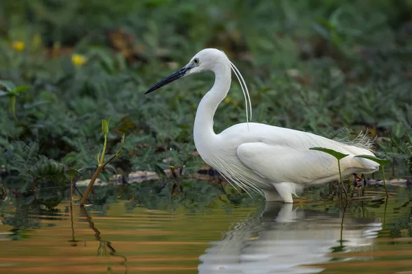 在大自然的背景下 小白鹭 Egretta Garzetta 在沼泽地里寻找食物的图片 — 图库照片