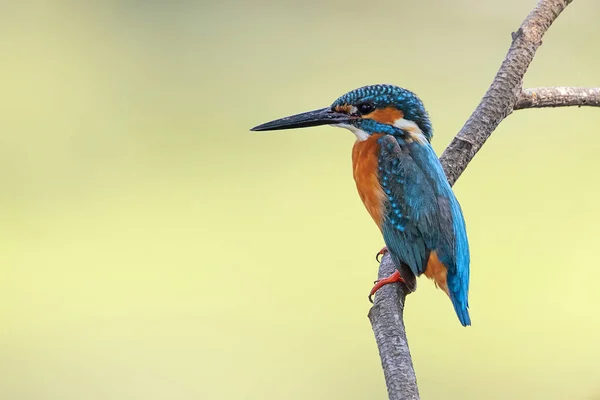 Imagem Pescador Real Comum Alcedo Atthis Empoleirado Ramo Fundo Natureza — Fotografia de Stock