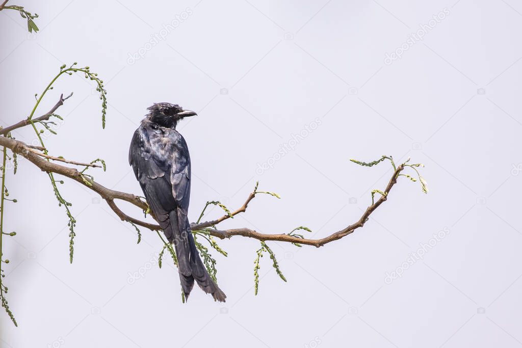 Image of Black Drongo (Dicrurus macrocercus) on a tree branch on nature background. Birds. Animal.