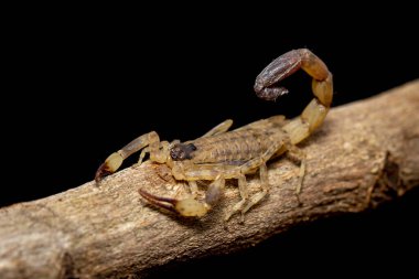 Kahverengi akrebin kahverengi ağaç dalındaki görüntüsü. Böcek. Hayvan..