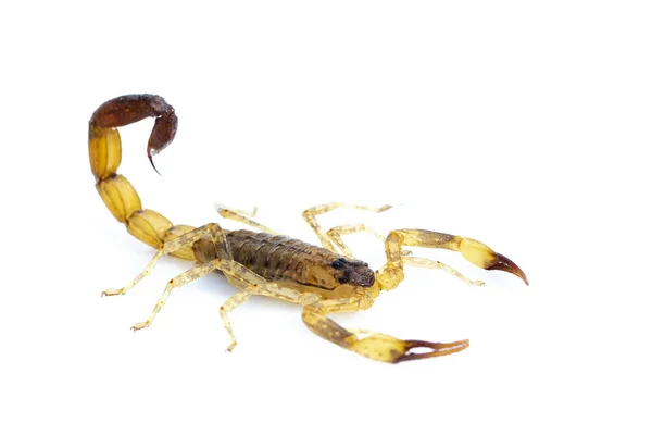 Obraz Brązowego Skorpiona Wyizolowanego Białym Tle Owady Zwierzęta — Zdjęcie stockowe