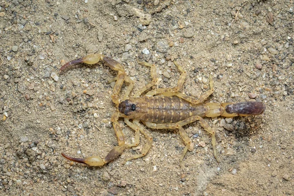 Immagine Scorpione Bruno Terra Insetto Animali — Foto Stock