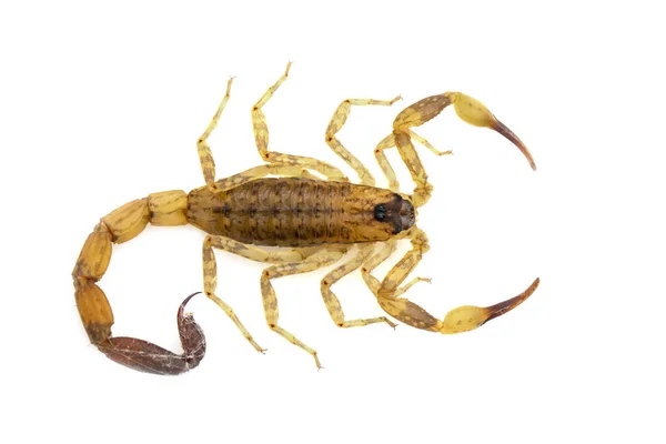 Bild Des Braunen Skorpions Isoliert Auf Weißem Hintergrund Insekt Tier — Stockfoto
